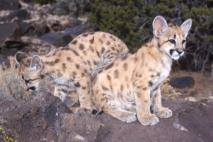 Image of: Puma concolor (cougar)