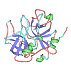 thrombin structure